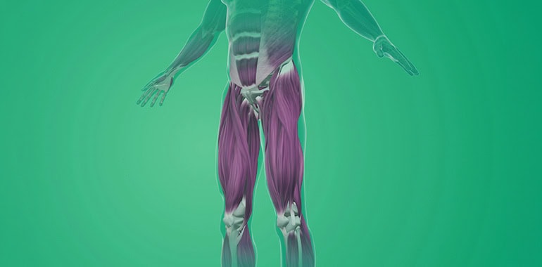 Fascia